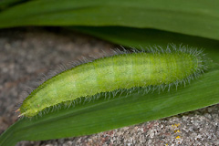 M. jurtina